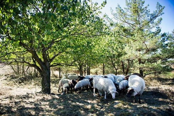 Schafe stehen unter Bäumen